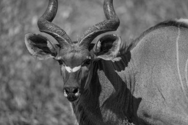 Daha büyük bir kameranın tek çekim görüntüsü.