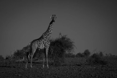 Mono South zürafası, çalılıktan kameraya bakıyor.