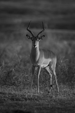 Mono erkek Impala gün doğumunda kamerayı izliyor.