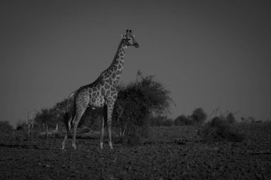 Güney zürafası çalıların arasında kamera seyrediyor.
