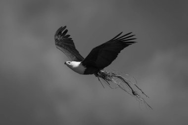 Tek Afrikalı balık kartalı otla uçuyor.