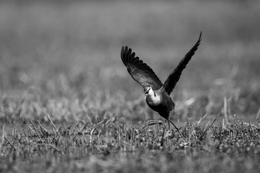 Mono African jacana takes off from floodplain clipart