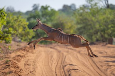 Toprak yolda zıplayan dişi daha büyük kudu.