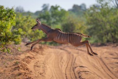 Toprak yolda zıplayan dişi daha büyük kudu.