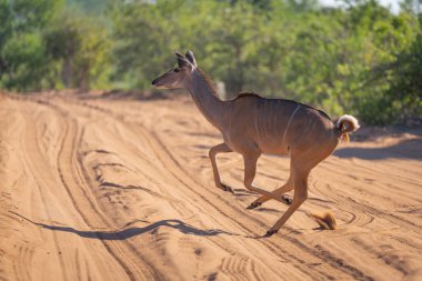 Dişi, kumlu yolda dörtnala koşuyor.
