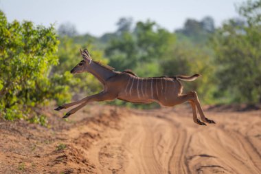 Kumlu pistte atlayan dişi daha büyük kudu.