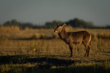 Female common waterbuck stands in profile at sunrise clipart