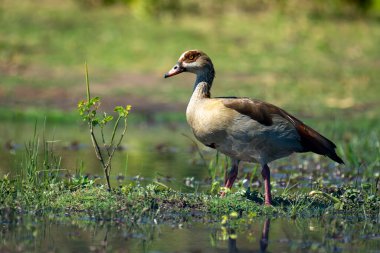 Küçük çalıların yanında feneri olan Mısırlı kaz.