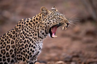 Dişi leoparın yakın çekimi geniş bir alana yayılmış.