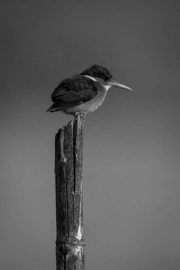 Mono malachite Kingfisher direğin sağında.