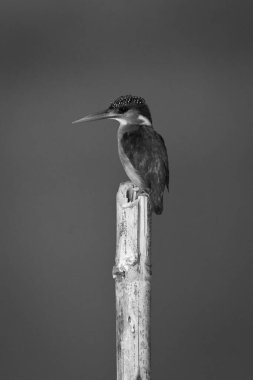Mono malachite Kingfisher sola bakıyor.