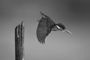 Mono Malachite Kingfisher kışladan uçuyor.