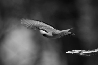 Mono little bee-eater taking off from tree clipart