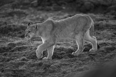 Mono puma yamaçtan aşağı iniyor.