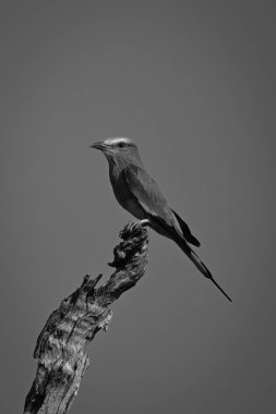 Kütük üzerinde tek taraflı eflatun göğüslü silindir