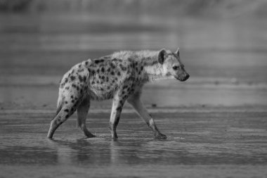 Mono, fenerli bir sırtlan gördü ve nehri geçti.