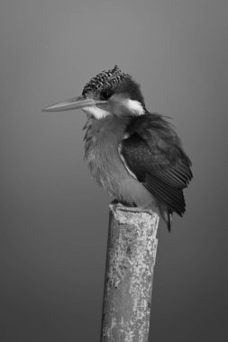 Mono malachite Kingfisher direğe bakıyor.