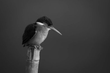 Mono malachite Kingfisher güneş ışığında nöbet tutuyor.