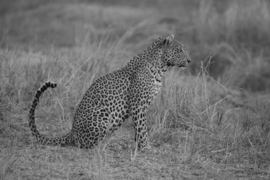 Tek leopar otların arasında kıvrılmış kuyrukta oturuyor.