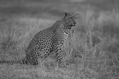 Tek leopar çimenlerde oturur ve başını çevirir.