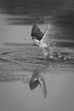 Mono malachite Kingfisher su bırakarak kanatlarını açar.