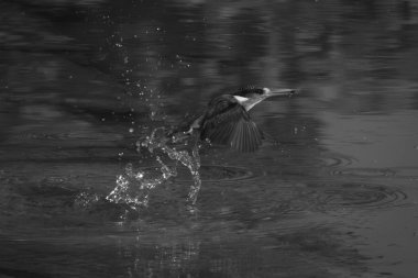 Mono malachite kingfisher leaves water in spray clipart