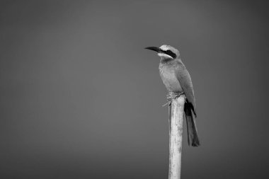 Mono beyaz-önlü arı yiyici mancınıkla nöbet tutuyor.