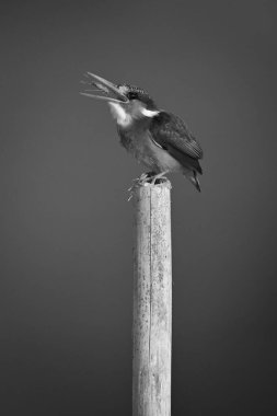 Mono malachite Kingfisher Böceği postaya atıyor