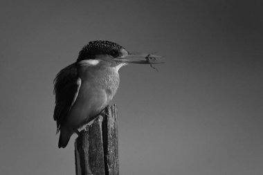Mono malachite kral balıkçısı avını tutuyor.