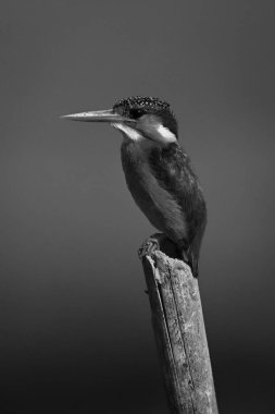 Mono malachite Kingfisher sola bakıyor.