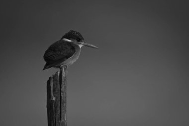 Mono malachite Kingfisher direğin sağına bakıyor.