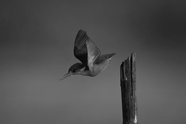 Mono malachite Kingfisher kışladan uzaklaşıyor.