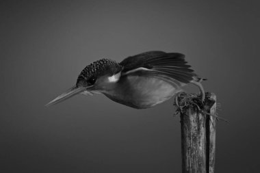 Mono malachite Kingfisher yatay olarak dalıyor.