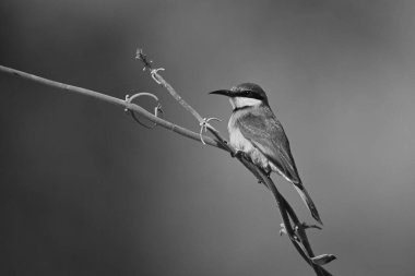 Sarmaşıkta yakan küçük arı yiyici