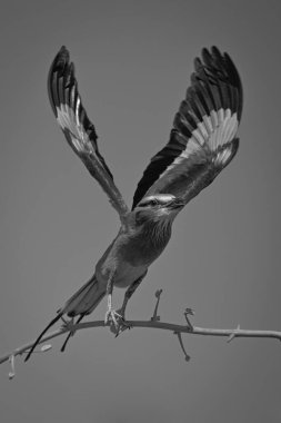 Mono leylak göğüslü silindir daldan havalanır