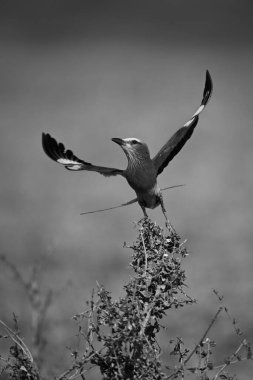 Leylak göğüslü patinaj kanatları kalkıyor.