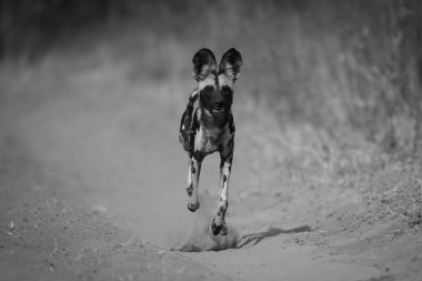 Tek Afrikalı vahşi köpek yol boyunca koşar