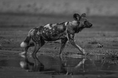 Tek Afrikalı vahşi köpek güneşli nehri geçiyor