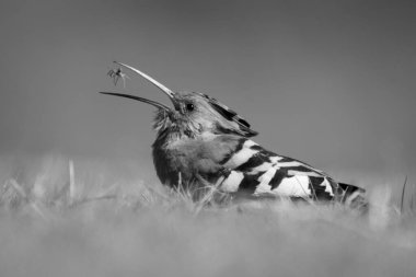 Çimlere basıp örümceği fırlatan tek Afrikalı Hoopoe