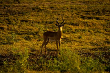 Erkek Impala su baskını ovasında kamerayı izliyor.