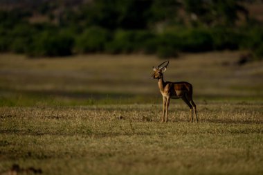 Erkek impala ağaçların yanındaki sel yatağında duruyor.