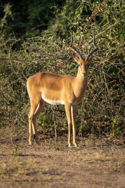 Erkek Impala, çalılıkların yanında kamerayı izliyor.