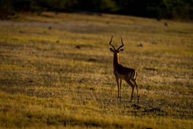 Erkek Impala yüzükoyun duruyor.