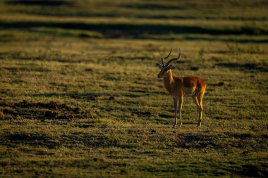 Erkek impala alacakaranlıkta taşkın ovasında duruyor.
