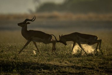 Erkek İmpala boynuzlarıyla başka birini dürtüyor.