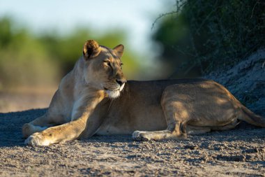 Dişi aslan, çalıların yanında yatar ve arkasını kollar.