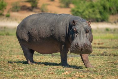 Su aygırı kısa çimlerde yürüyor ve kamerayı izliyor.