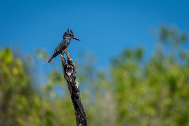 Ölü ağaçtaki dev balıkçı profili