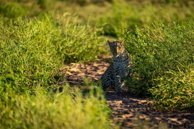 Fenerli dişi leopar çalılıklarda oturur.