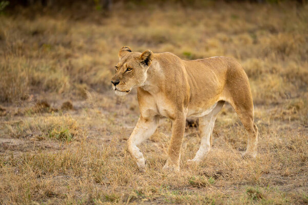 Lioness walks across grassy clearing lifting forepaw